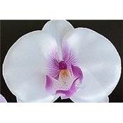 Barrette orchidée mariage soirée blanche fuschia